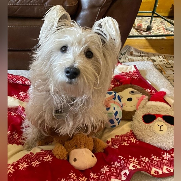 Meet your Posher, Jules - Picture 2 of 6